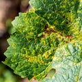 A dangerous disease of grape Mildew Ã¢â¬â downy mildew lat. Of plasmopara viticola